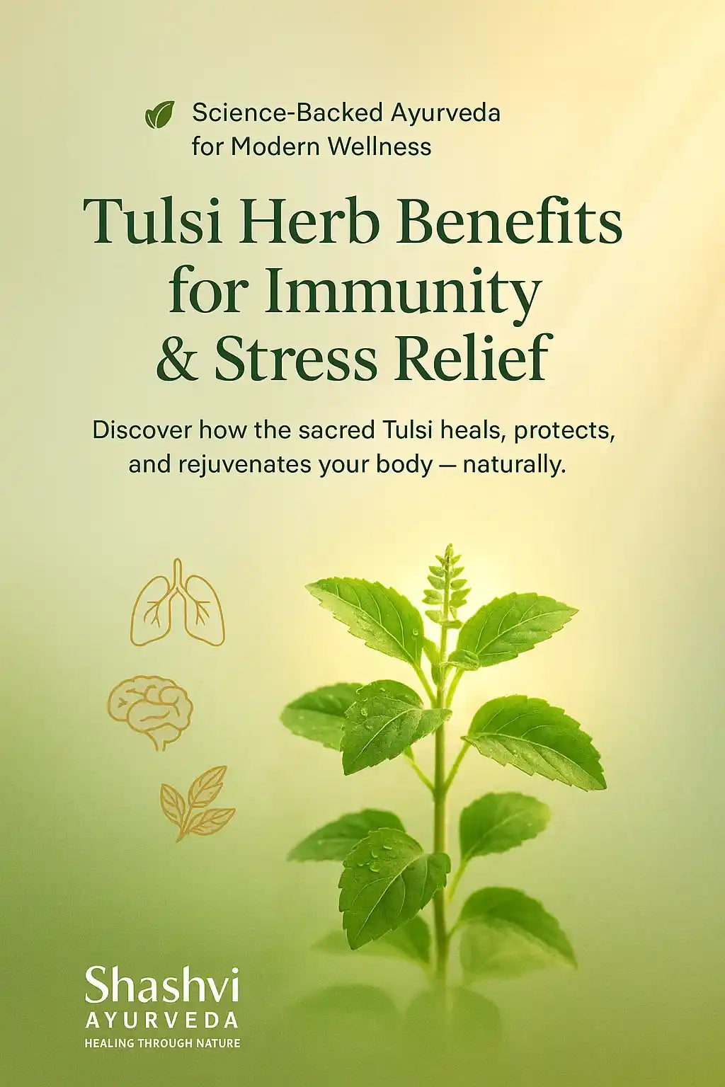 “Holy Basil plant used in Ayurvedic medicine for immunity and stress relief