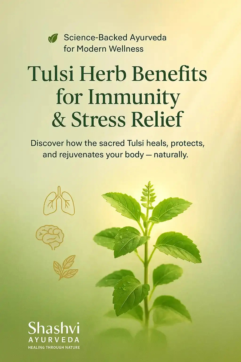 “Holy Basil plant used in Ayurvedic medicine for immunity and stress relief