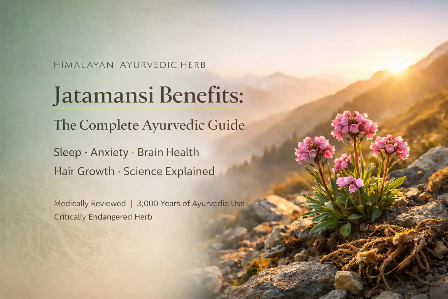 jatamansi-benefits-complete-guide-2026