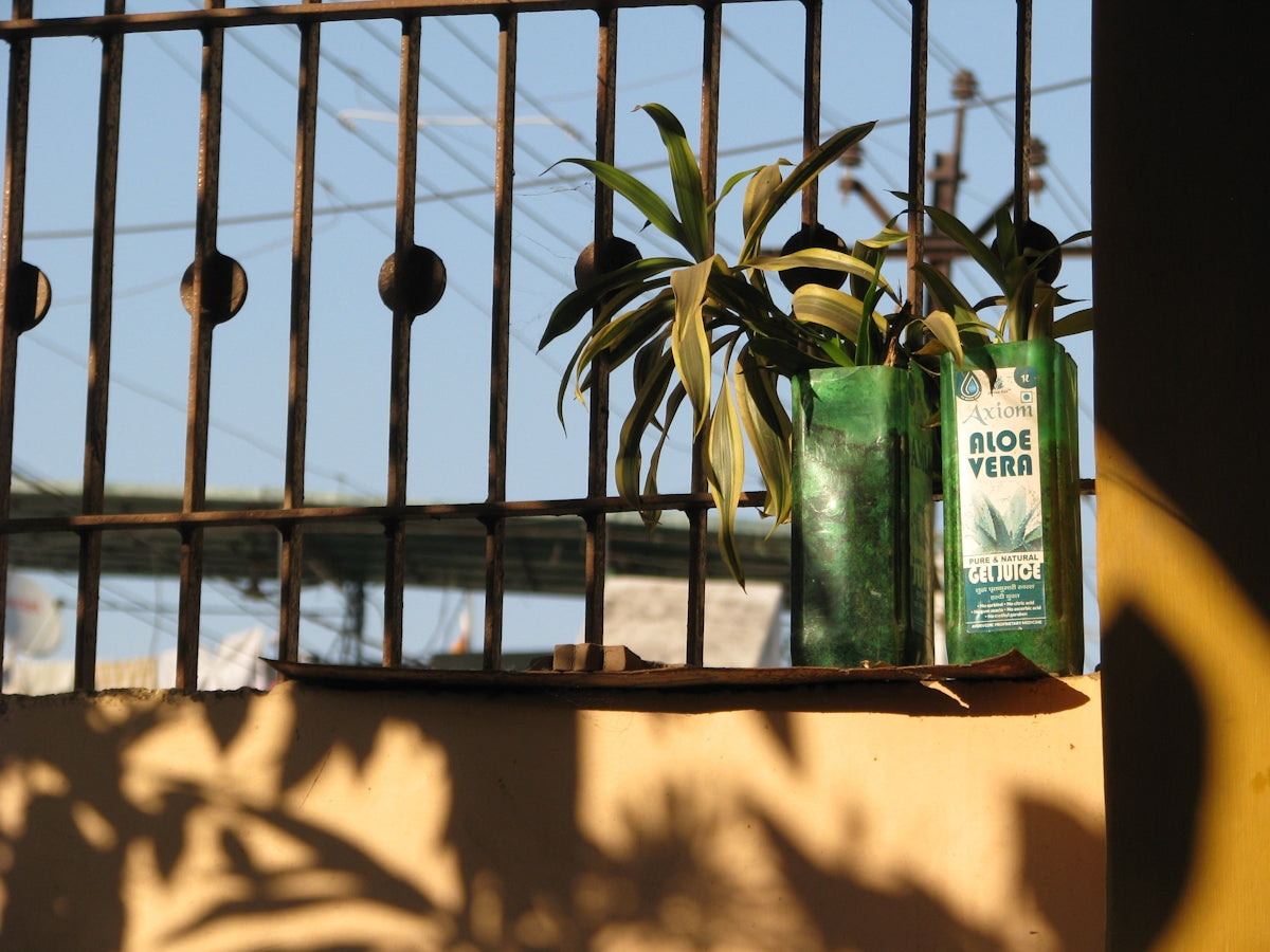Potted plants behind a metal grate in sunlight